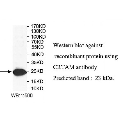 CRTAM Antibody