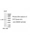 CRHBP Antibody