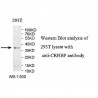 CRHBP Antibody