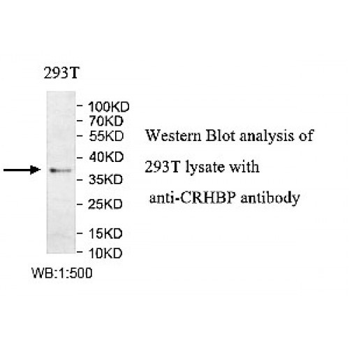 CRHBP Antibody