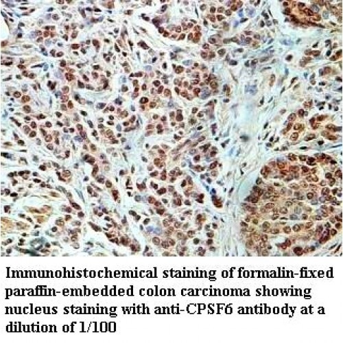 CPSF6 Antibody
