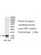 CPNE8 Antibody