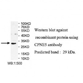 CPNE5 Antibody