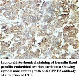 CPNE3 Antibody