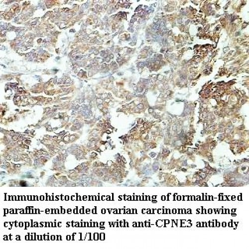 CPNE3 Antibody