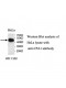 CPA1 Antibody
