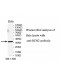 RCN2 Antibody
