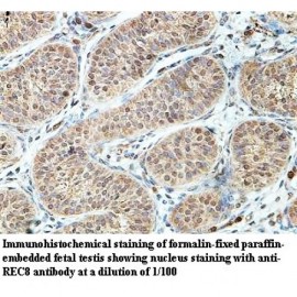 REC8 Antibody