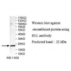 REL Antibody