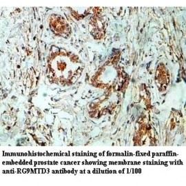 RG9MTD3 Antibody