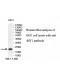 RIT1 Antibody