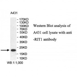 RIT1 Antibody