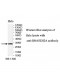 RNASEH2A Antibody