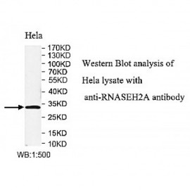 RNASEH2A Antibody