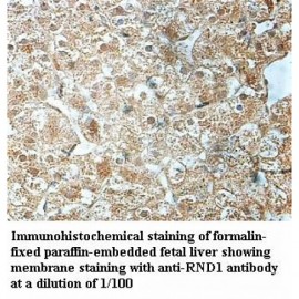 RND1 Antibody