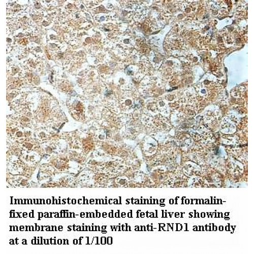 RND1 Antibody