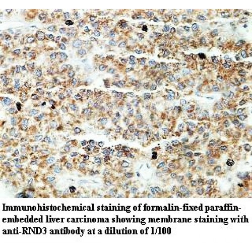 RND3 Antibody