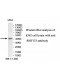 RNF133 Antibody