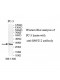 RNF212 Antibody