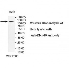 RNF40 Antibody