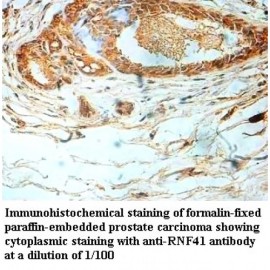 RNF41 Antibody