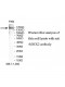 ROCK2 Antibody