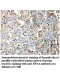 RPA4 Antibody