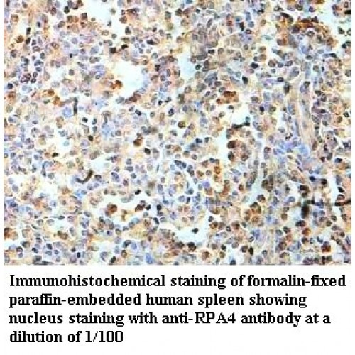 RPA4 Antibody