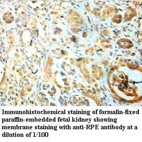 RPE Antibody