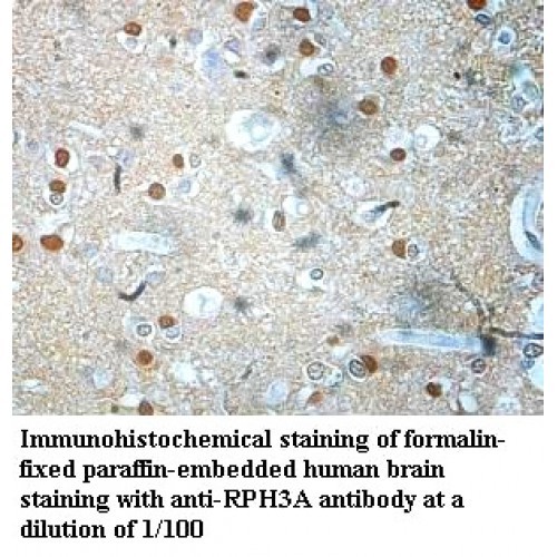 RPH3A Antibody