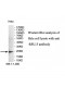 RPL15 Antibody