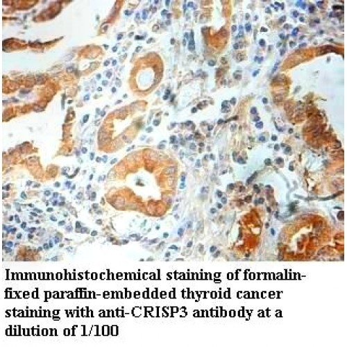CRISP3 Antibody