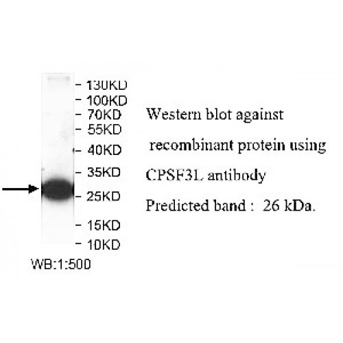 CPSF3L Antibody