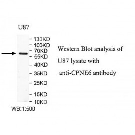 CPNE6 Antibody