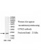 CPNE2 Antibody