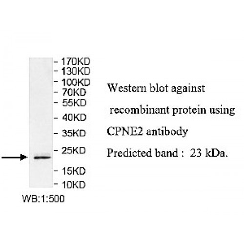 CPNE2 Antibody