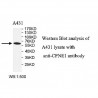 CPNE1 Antibody