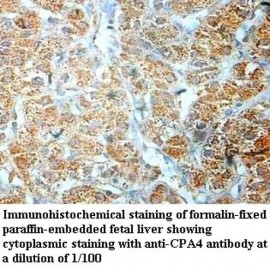 CPA4 Antibody