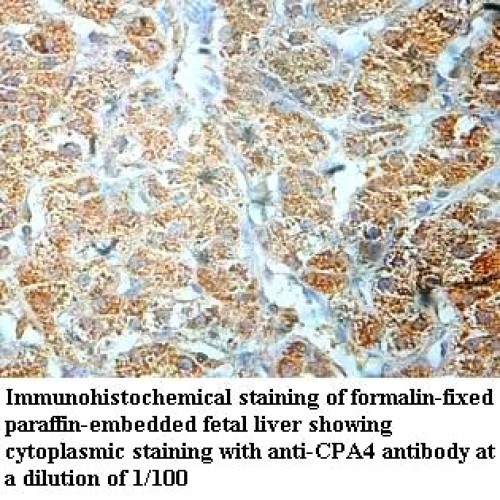 CPA4 Antibody
