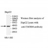 TMOD4 Antibody