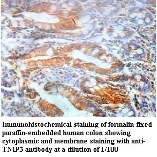 TNIP3 Antibody