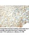 TNS3 Antibody