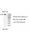 TNS3 Antibody