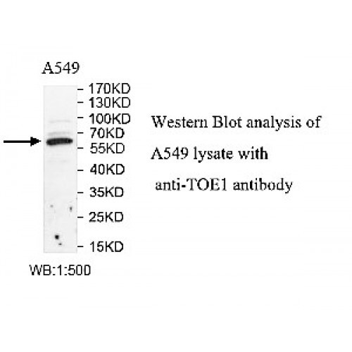 TOE1 Antibody