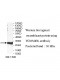 TOMM40L Antibody