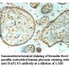 HAPLN3 Antibody