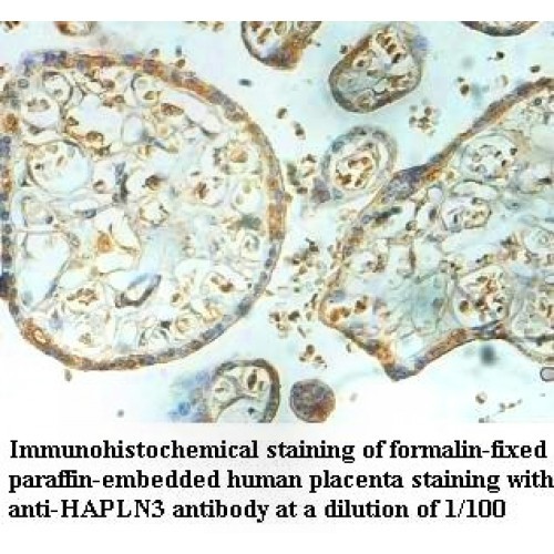 HAPLN3 Antibody