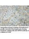 SRPRB Antibody