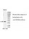 SRPRB Antibody