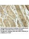 SRPX Antibody
